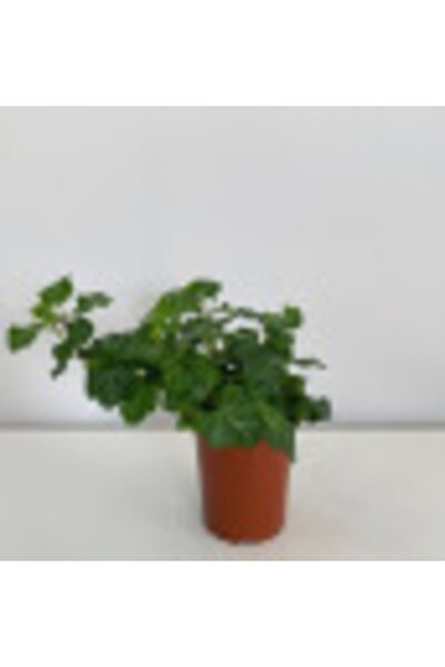 La Fleurla Hedera Helix Ky - Sarmaşık Bitkisi - Iç Mekan Bitkisi