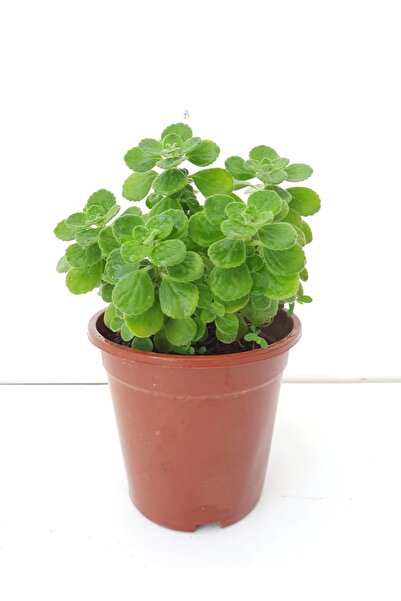 FİDEİSTE Saksıda Küba Kekiği Plectranthus Amboinicus 10-15 Cm