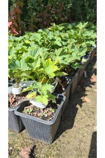 GojiberryTürkiye Frenk Üzümü 2 Adet Kırmızı+siyah