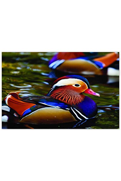 Cakatablo Ahşap Tablo Mandarin Ördeği -50-70 Cm