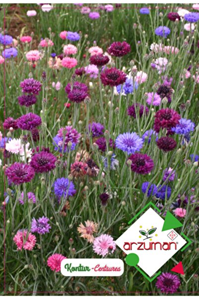 Genel Markalar Kontur Çiçeği Çiçek Tohumu