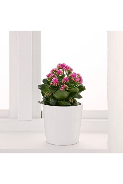 Light Pink Live Kalanchoe Flower Pot Imported 5.5 Cm in Pot