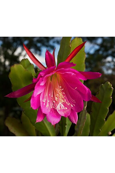 cantropikal Epiphyllum Atlas Çiçeği, Kırmızı Veya Beyaz Çiçek Açar - Sukulent...
