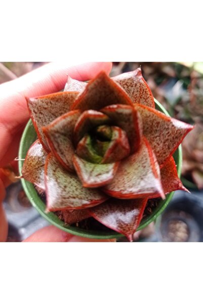 cantropikal Echeveria Purpusorum Sarı Turuncu Çiçek Açan Sukulent