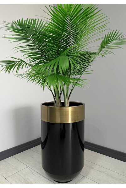 evdeniste Dekoratif Eskitme Darbuka Parlak Siyah Saksı 70cm