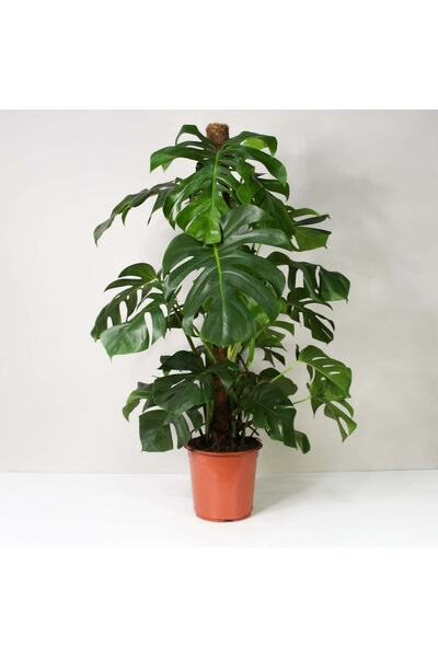 Hilal Garden Monstera Dev Form Deve Tabanı Yosun Sopalı 100-120 Cm