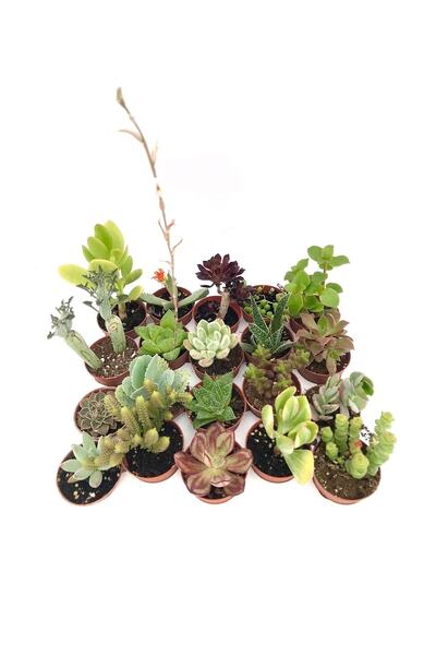 FİDEİSTE Mini Sukkulent Çeşitleri 20 Adet