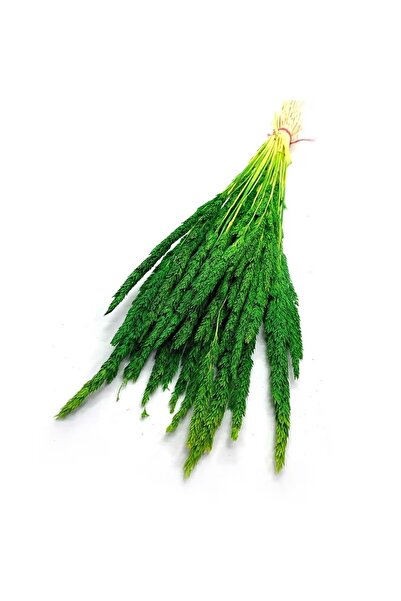 Binbirdemet زهرة جافة بحيرة دودة خضراء