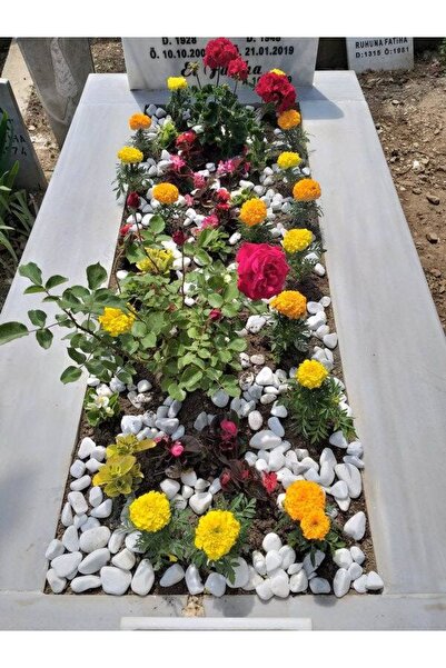 Asenya Mezar Taşı 10 Kg 2-4 Cm Beyaz Dolomit Taş Dere Çakıl Taşı Bahçe Süs Taşı Mezar Süsleme Taşı