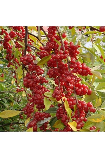 Genel Markalar Tüplü Güz Yemişi Fidanı (kırmızı)