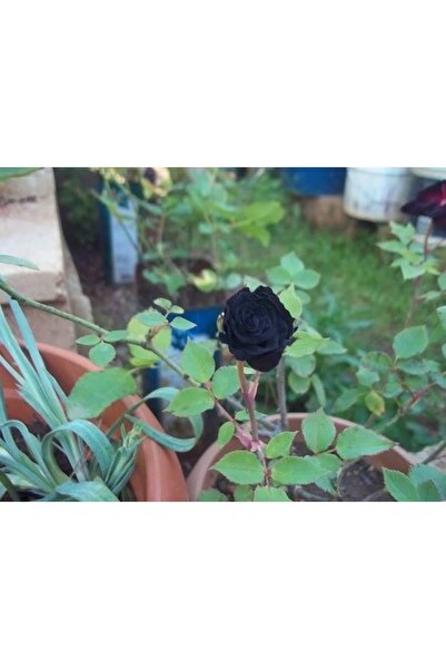 Tropikal Peysaj Halfeti Siyah Ve Dünyadaki Tek Yeşil Gül...şans Gülü... 🍀