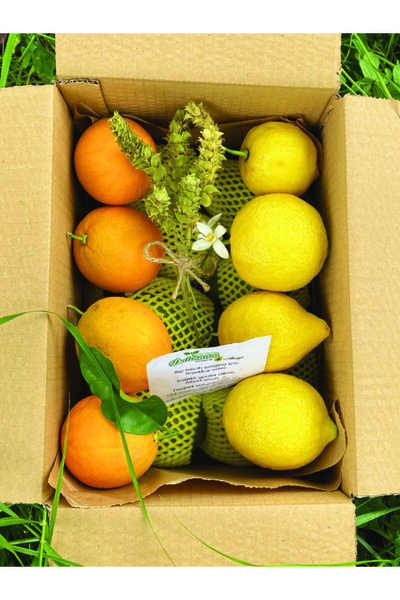 dalından tazecik 1 kg Avokado, 1 kg Portakal, 1 kg Limon Doğal Dalından