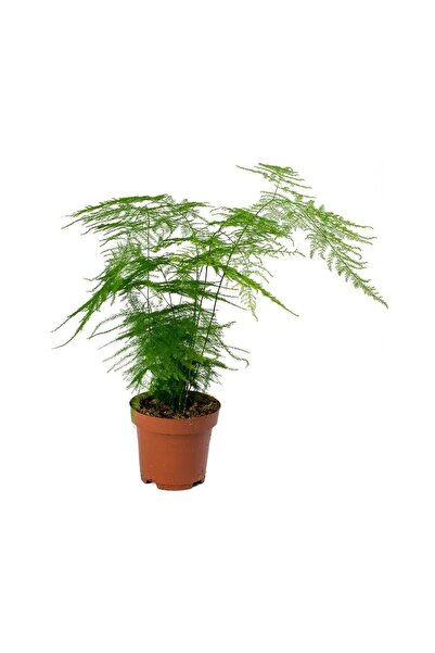 FİDEİSTE Saksıda Tül Kuşkonmaz Çiçeği Asparagus Setaceus Plumosus