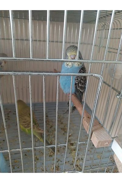 antares pet Wooden Bird Perch 30 cm Set of 2