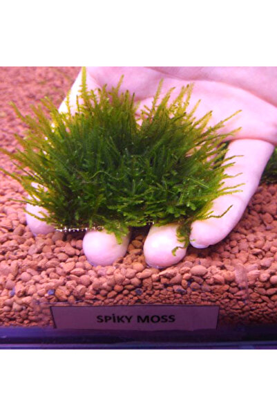 İthâl Bitki Spiky Moss Tele Sarılı 5x5Cm Yeni Sarım
