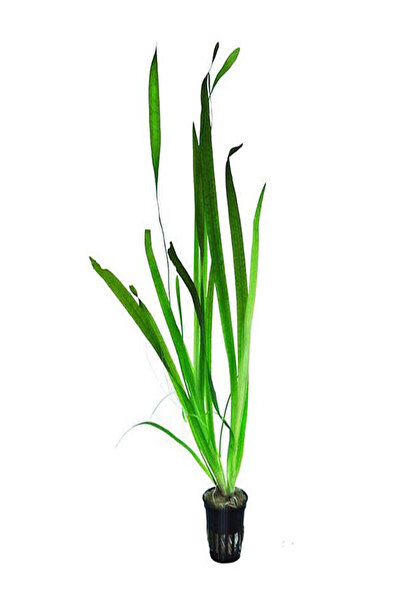 İthâl Bitki Vallisneria Gigantea Dev Saz Bağ Canlı Bitki