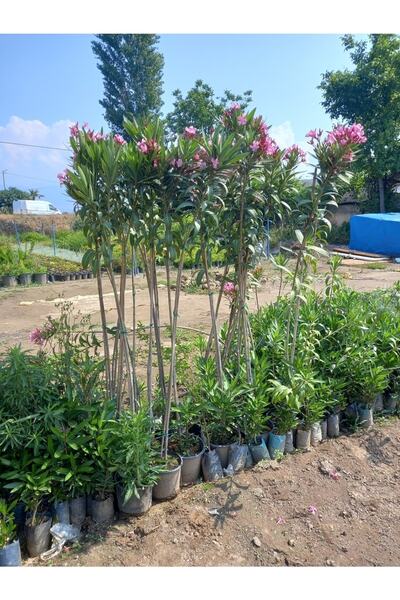 lalaahmetbotanik Tijli Pembe Zakkum Ağacı 1,70 200 cm Nerium Oleander