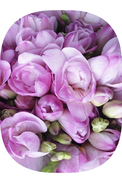 Genel Markalar 20 Adet Iri Kalibre Duble Frezya Çiçeği Soğanı Mis Kokulu Katm...