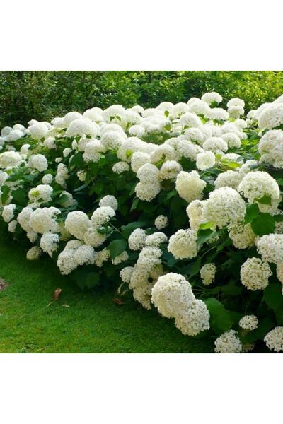 YAYLA TARIM 3 Adet Ortanca Fidanı ( Pembe Renk ) Tüplü Aşılı 12 Ay Dikilebili...