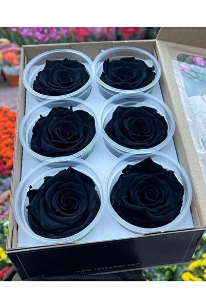 MELT HOME DESİGN 6 Adet Siyah Solmayan Ekvator Gülü