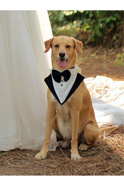 UTDpet Groom Suit Tuxedo Collar Adjustable