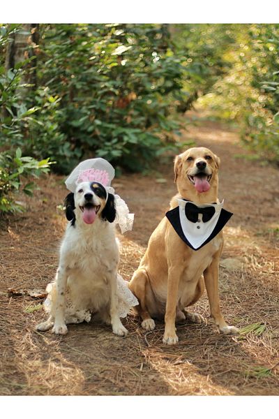 UTDpet Groom Suit Tuxedo Collar Adjustable