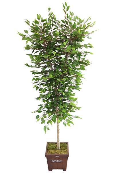 Yapay Çiçek Deposu Yapay Ağaç Tek Gövdeli 2 Budaklı Benjamin Ağacı 180Cm