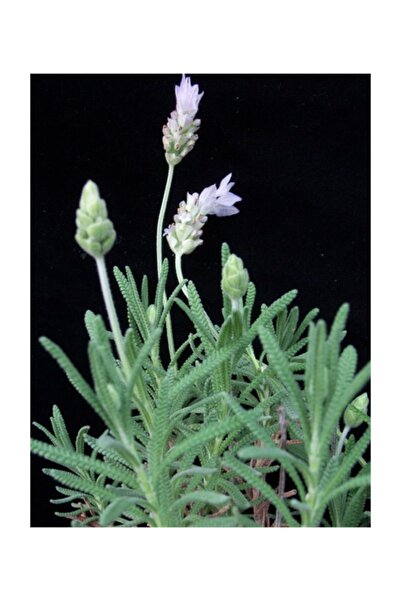 1001fidan Lavandula Dentata Fransız Lavanta Fidesi