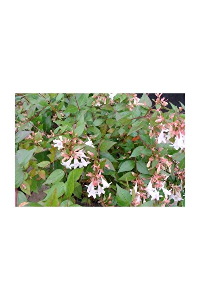 1001fidan Abelia Grandiflora Abelya Güzellik Çalısı Fidanı 80-120 Cm