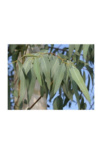 1001fidan Eucalyptus Ökaliptus Okaliptus Mentol Ağacı Fidanı 120-150 Cm