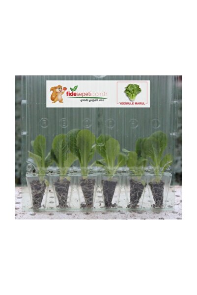 Fide Sepeti Fide Sepeti - YEDİKULE (DÜZ) MARUL FİDESİ (6LI Ambalaj)