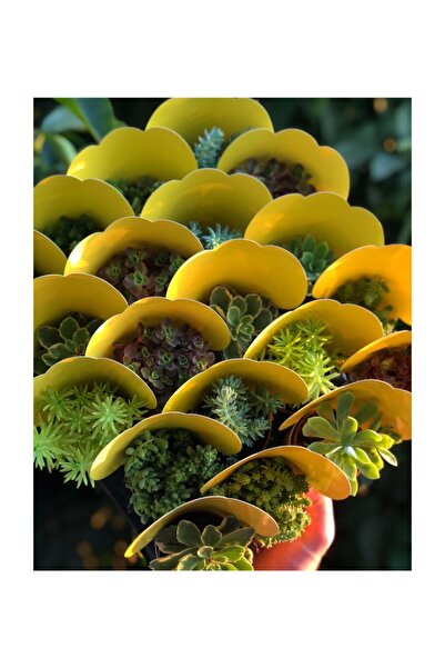 FİDAN PAZARI Sukulent Mix Hediyelik 20 Adet Sarı Kaplı