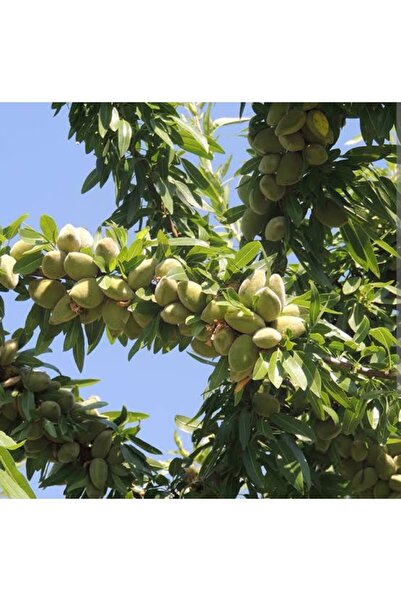 Doğan Fidancılık Yüksek Rakıma Elverişli Badem Fidanı Tüplü 2 Yaş 90-110cm