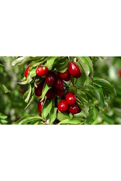 fidanciyiz Tüplü Fidan Iri Meyveli Kızılcık Fidanı (doku Kültürü)