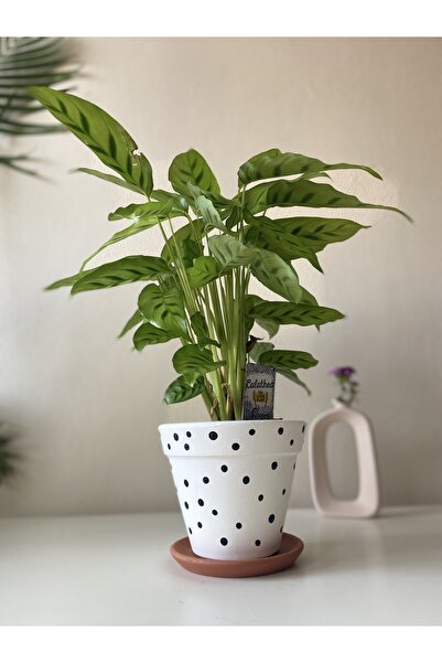 Nova Elite Dekoratif Konik Çömlek Toprak El Emeği Saksı Altlıklı Çiçeklik