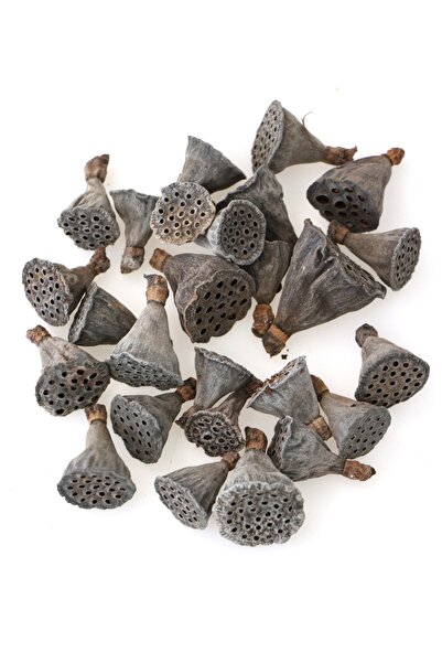 Yapay Çiçek Deposu 25 عبوة من نبات اللوتس الصغير (اللوتس الحقيقي)