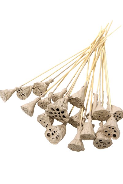 Yapay Çiçek Deposu 20 Adet Bambu Şiş Saplı Mini Lotus Çiçeği Plant Kum Rengi (Gerçek Lotus)