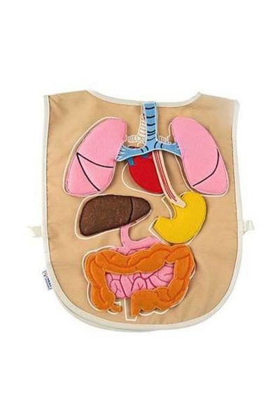 Montessori Fabric Organ Apron (Detachable)