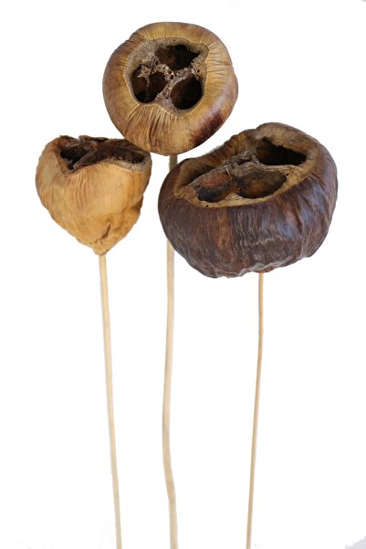 Yapay Çiçek Deposu Сушени цветя 3 размера Tolami 45 cm