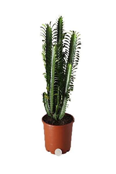 Genel Markalar Dev Kaktüs ( Afrikan Süt Ağacı ) - Ev Bitkisi - Saksı Çiçekleri