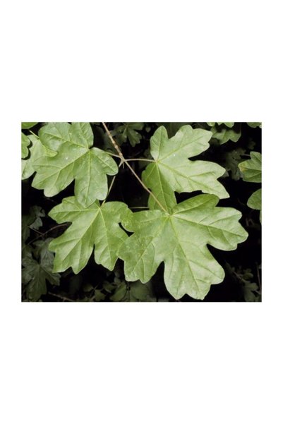 1001fidan Acer Campestre Ova Akçaağacı Fidanı 120-150 Cm