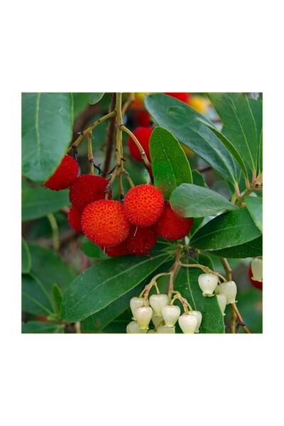 1001fidan Arbutus Unedo Dağ Çileği Kocayemiş Ağaç Çileği Fidanı 20-40 Cm
