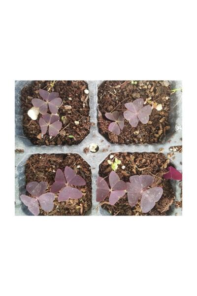 1001fidan Oxalis Triangularis Süs Yoncası Fidesi