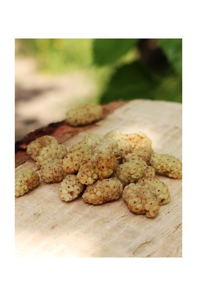 Toprak Doğal 250 G Kemaliye Dried Mulberry - Natural Dried Mulberry