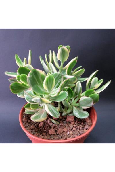 serada decor & plant Crassula Ovata Variegata(PARA AĞACI) Jade Plant