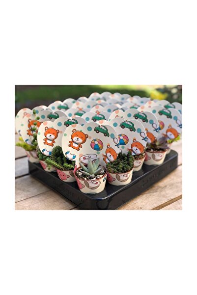 FİDAN PAZARI 20'li Bebek Desen Süslemeli Sukulent