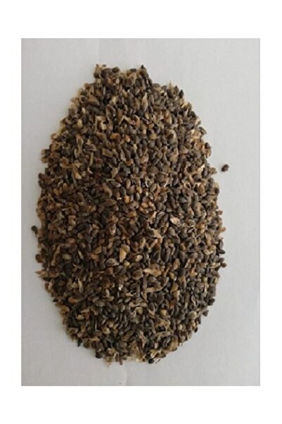 Ekodoğa Sarıçam Tohumu 10 gr (1000 Adet Tohum)