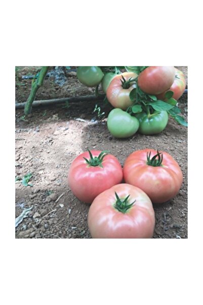 Fide Sepeti Hibrit Pembe Domates Tohumu (Sultan) 1 Paket
