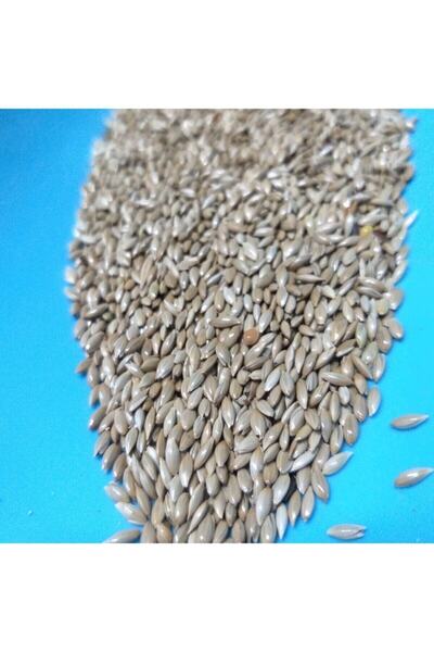 Vivid Aspur Saka Kanarya Yemi 2 Kg