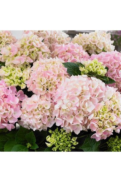 FİDEİSTE Açık Pembe Ortanca Fidanı 40-50 Cm, Saksıda